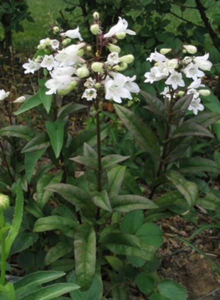 PENSTEMON DIGITALIS HUSKER RED