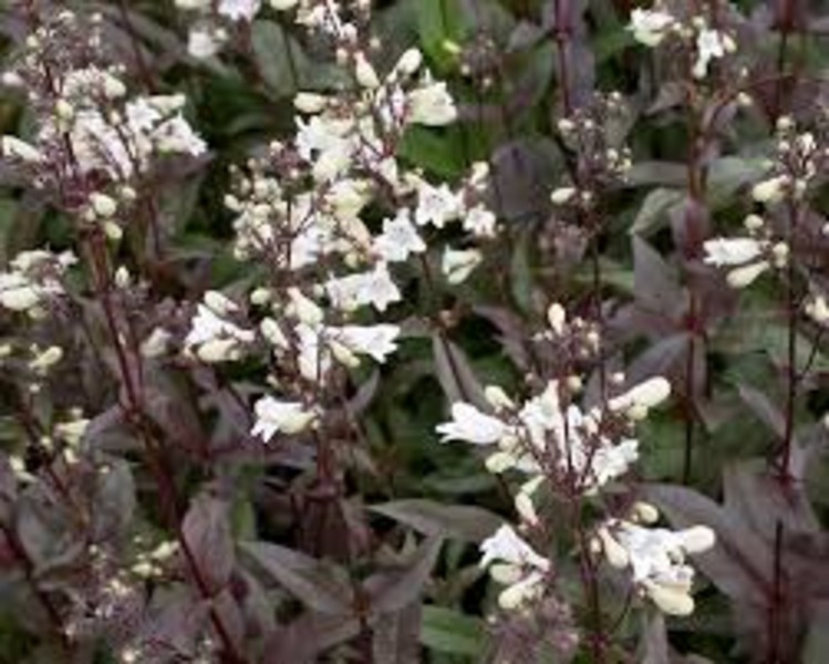PENSTEMON DIGITALIS HUSKER RED