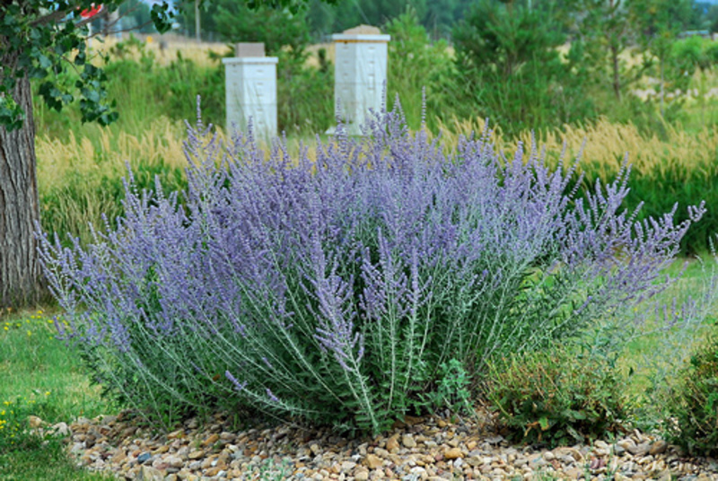 PEROVSKIA ATRIPLICIFOLIA