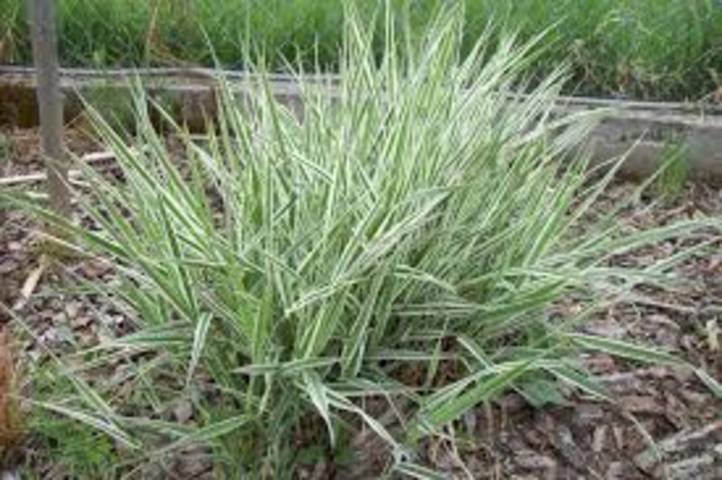 PHALARIS ARUNDINACEA FEESEY