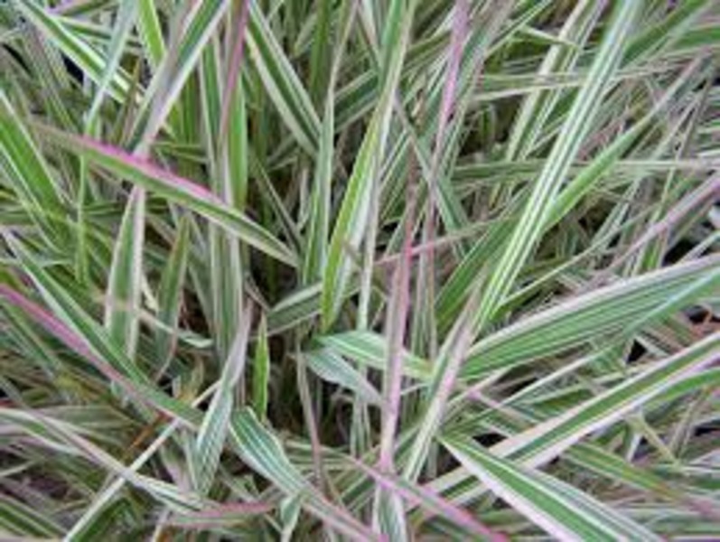 PHALARIS ARUNDINACEA PICTA