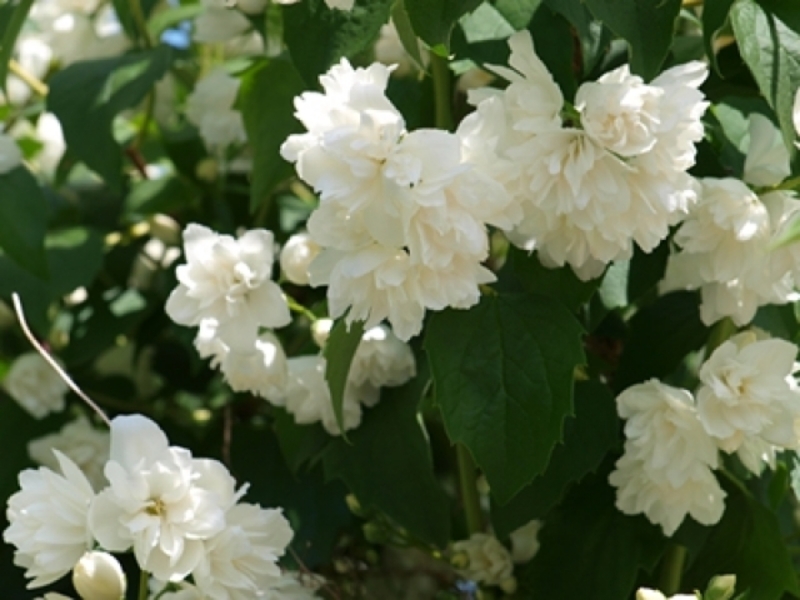 PHILADELPHUS SCHNEESTURM