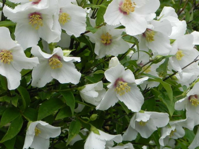 PHILADELPHUS BELLE ETOILE