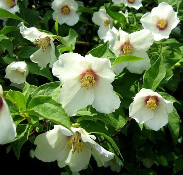 PHILADELPHUS BELLE ETOILE