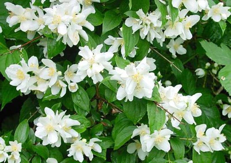 PHILADELPHUS CORONARIUS