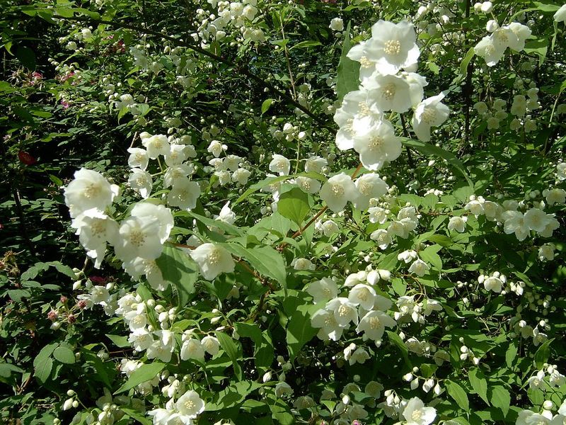 PHILADELPHUS CORONARIUS