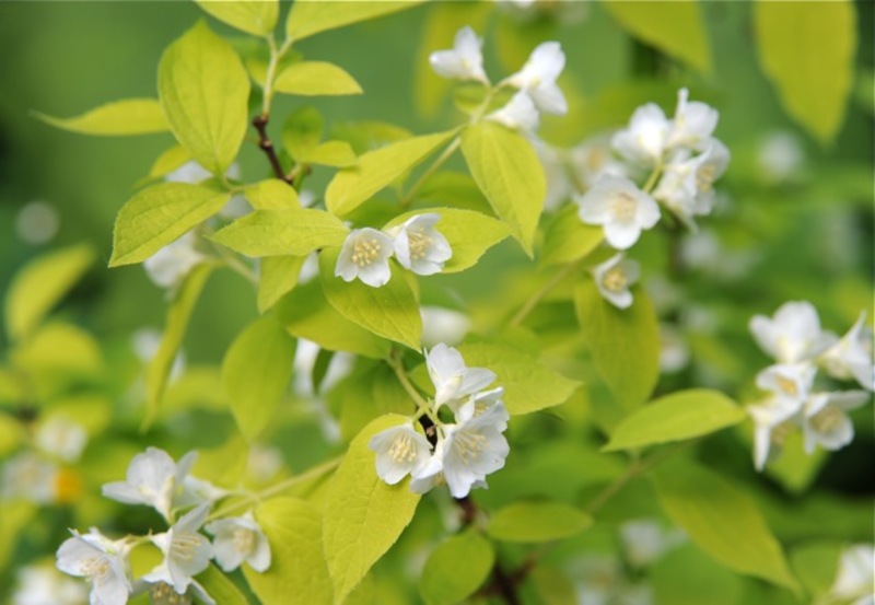PHILADELPHUS CORONARIUS AUREUS