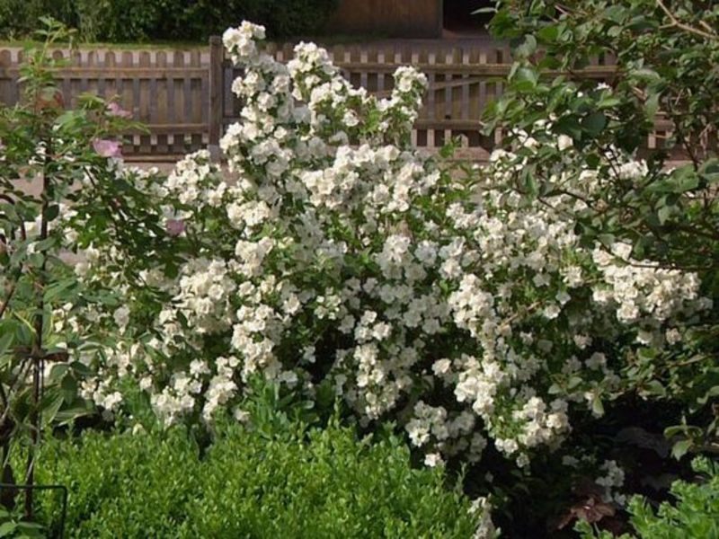 PHILADELPHUS DAME BLANCHE