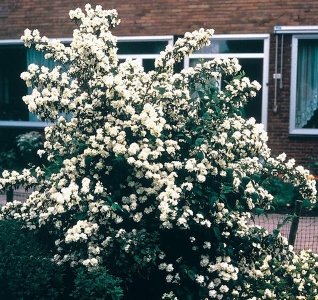 PHILADELPHUS VIRG. SCHNEESTURM
