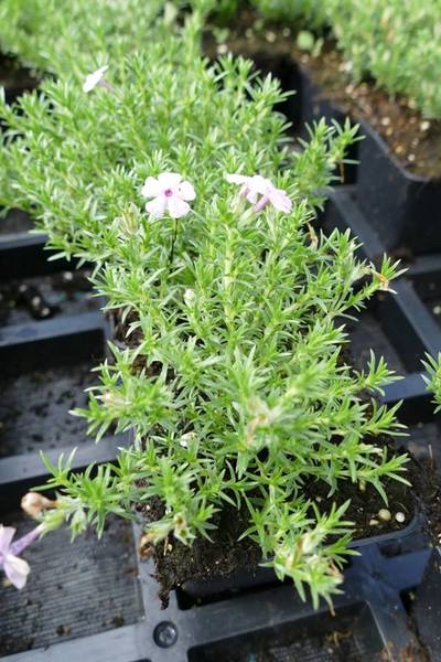PHLOX DOUGLASII LILAC CLOUD