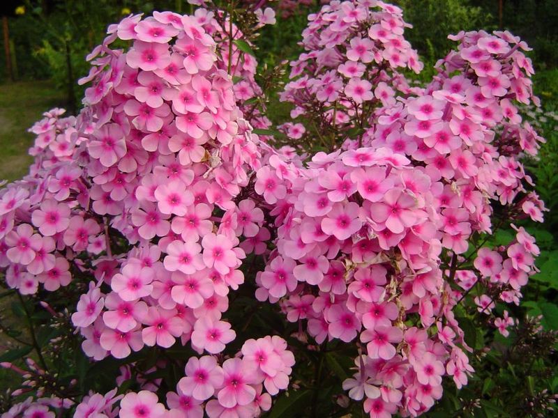 PHLOX PANICULATA