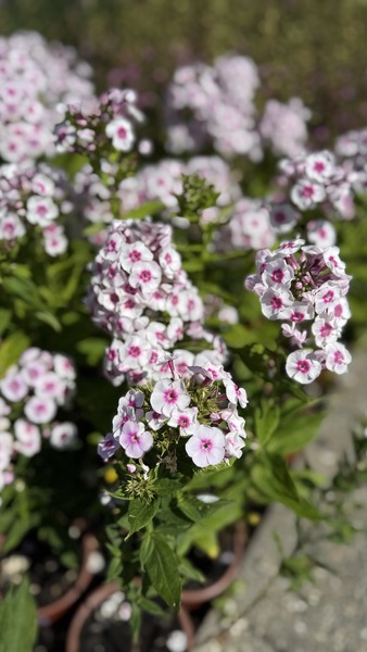 PHLOX PANICULATA EUROPA