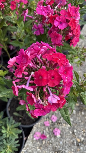 PHLOX PANICULATA RED RIDING