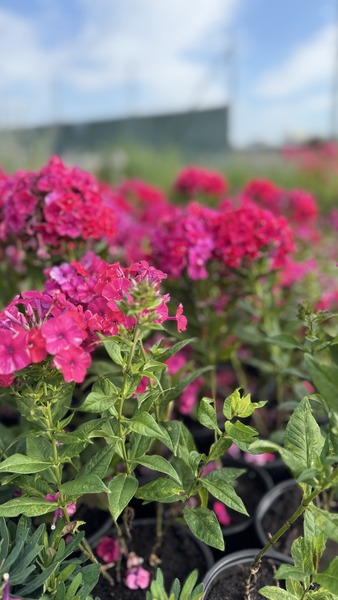 PHLOX PANICULATA RED RIDING