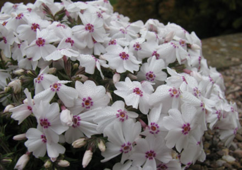 PHLOX SUBULATA AMAZING GRACE