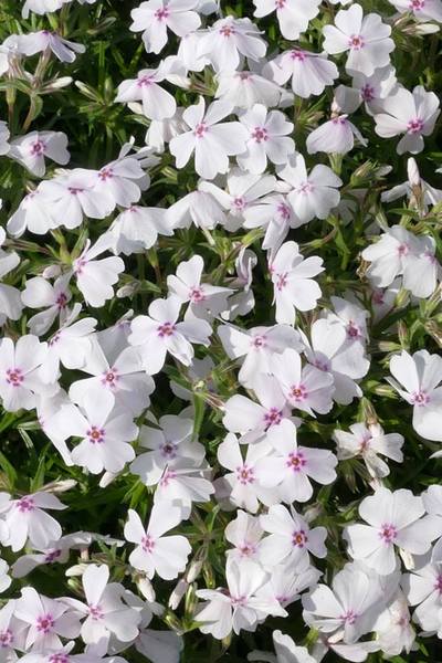 PHLOX SUBULATA AMAZING GRACE