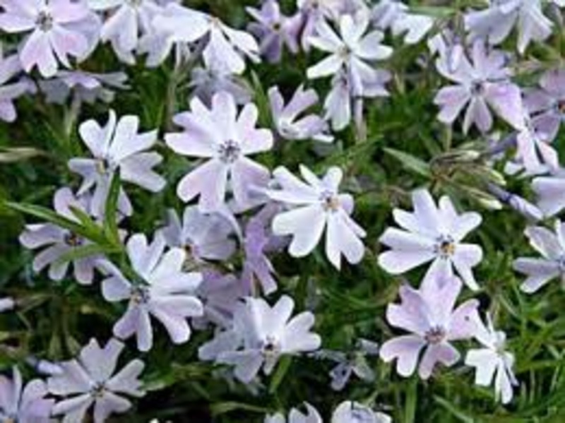 PHLOX SUBULATA E. CUSHION BLUE