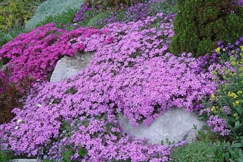 PHLOX SUBULATA