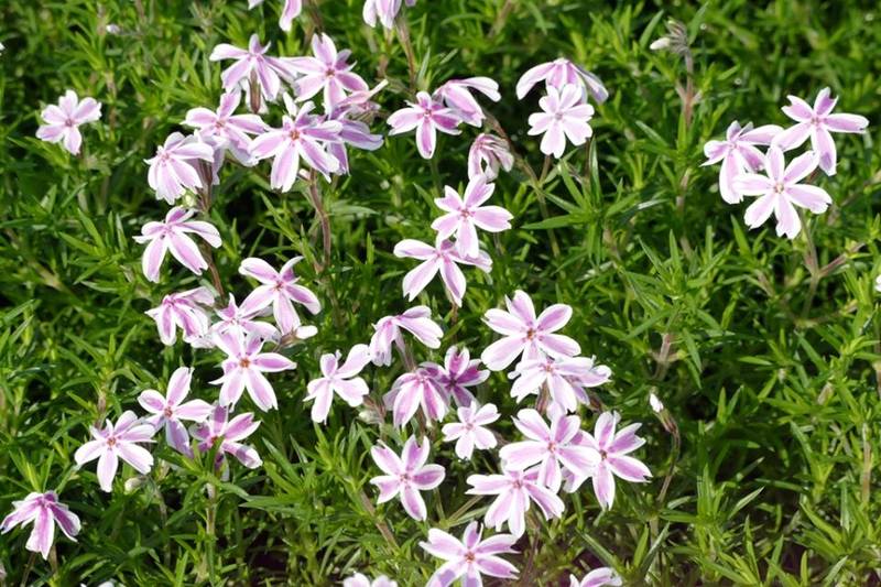 PHLOX SUBULATA KIMONO PINK W.