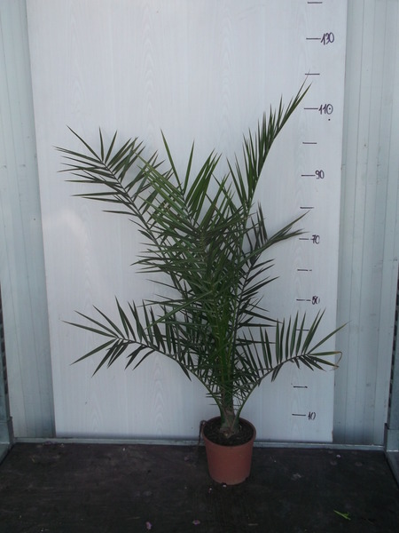 PHOENIX CANARIENSIS