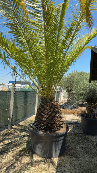 PHOENIX CANARIENSIS