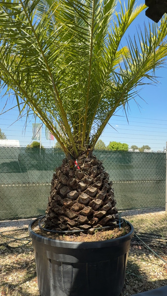 PHOENIX CANARIENSIS