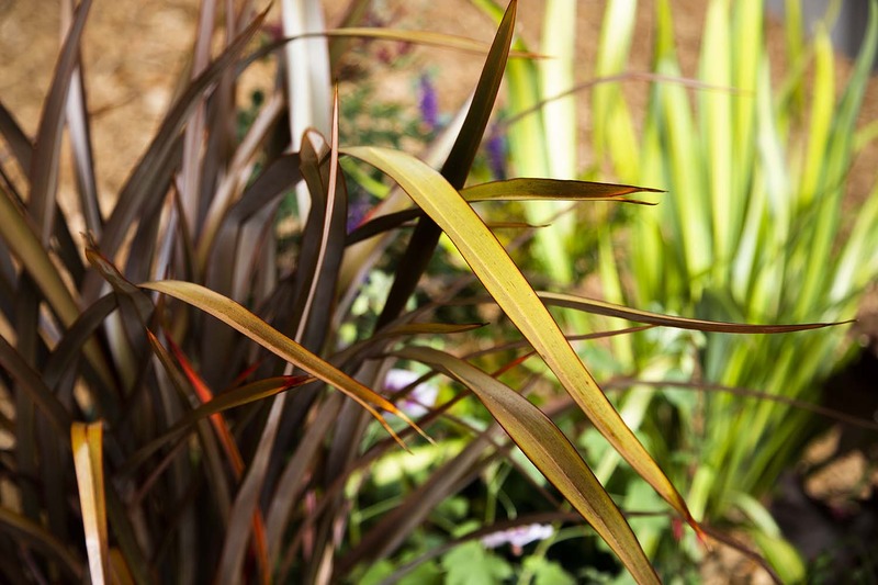 PHORMIUM TENAX