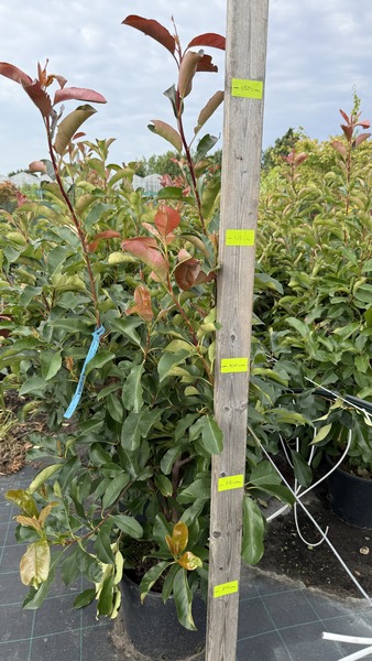 PHOTINIA FR. CAMILVY