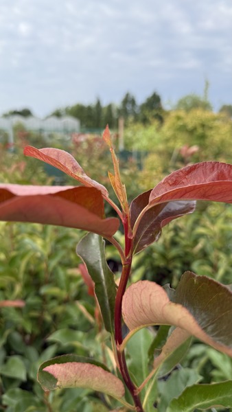 PHOTINIA FR. CAMILVY