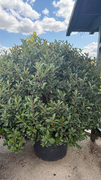 PHOTINIA FR. CARRE ROUGE