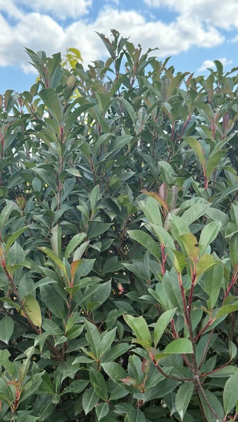 PHOTINIA FR. CARRE ROUGE