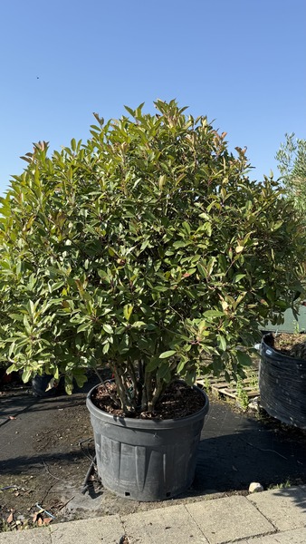 PHOTINIA FR. RED ROBIN