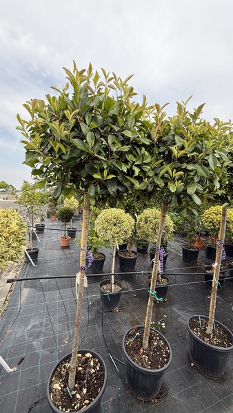 PHOTINIA FR. RED ROBIN