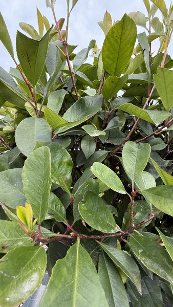 PHOTINIA FR. RED ROBIN