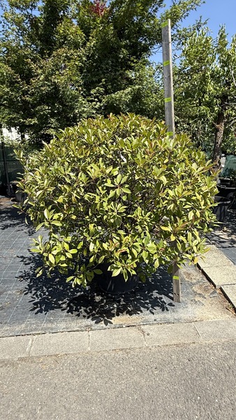PHOTINIA FR. RED ROBIN