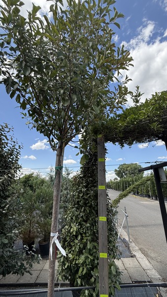 PHOTINIA FR. RED ROBIN