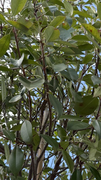 PHOTINIA FR. RED ROBIN
