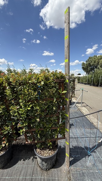 PHOTINIA FR. ROBUSTA COMPACTA