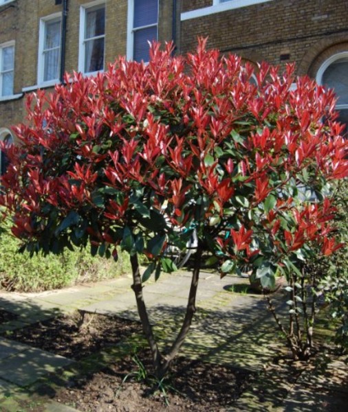 PHOTINIA FR. CAMILVY