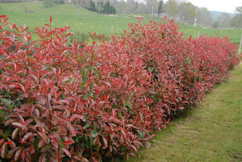PHOTINIA FR. COMPACTA
