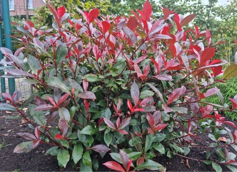 PHOTINIA FR. DICKER TONY