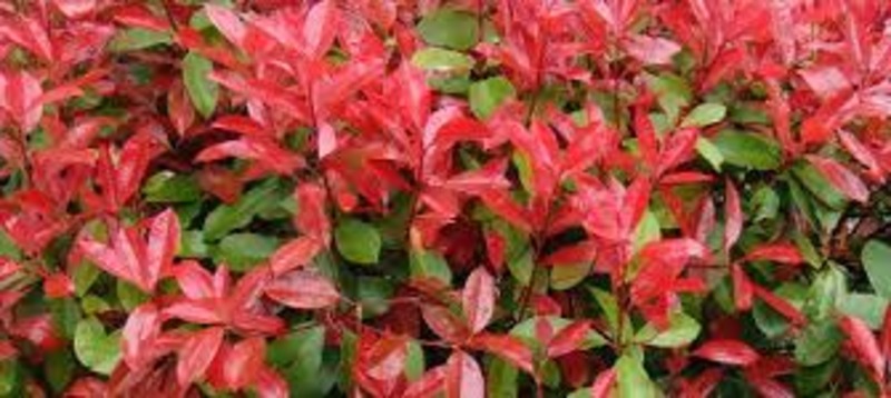 PHOTINIA FR. LITTLE RED ROBIN