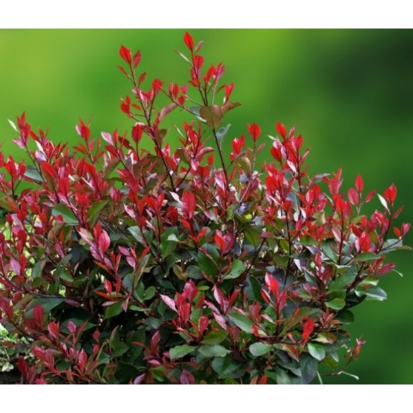 PHOTINIA FR. LITTLE RED ROBIN