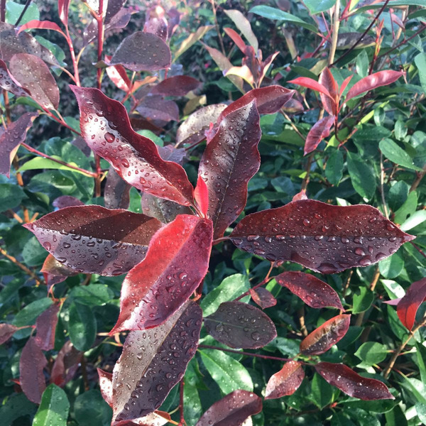 PHOTINIA FR. RED ROBIN