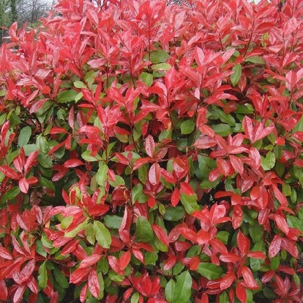 PHOTINIA FR. RED ROBIN