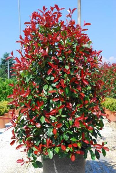 PHOTINIA FR. RED ROBIN