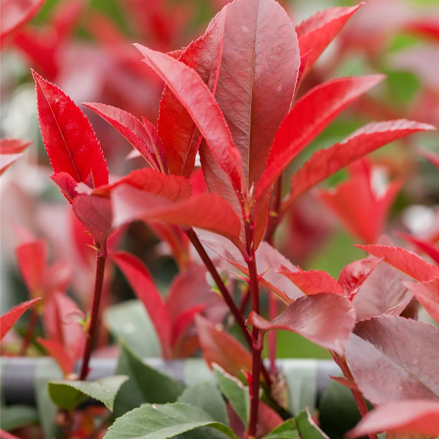 PHOTINIA FR. RED ROBIN