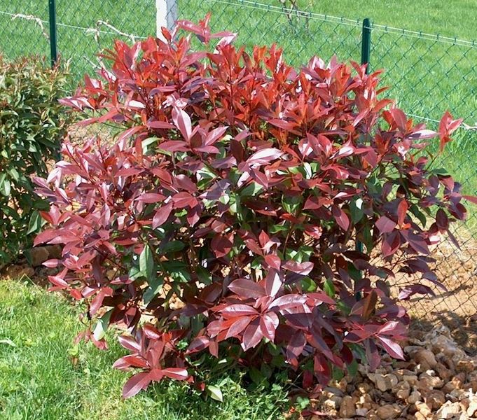 PHOTINIA FR. RED SELECT