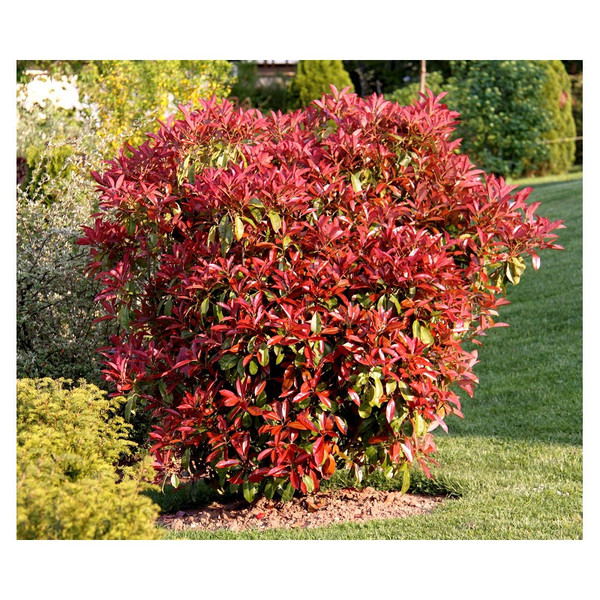 PHOTINIA FR. ROBUSTA COMPACT