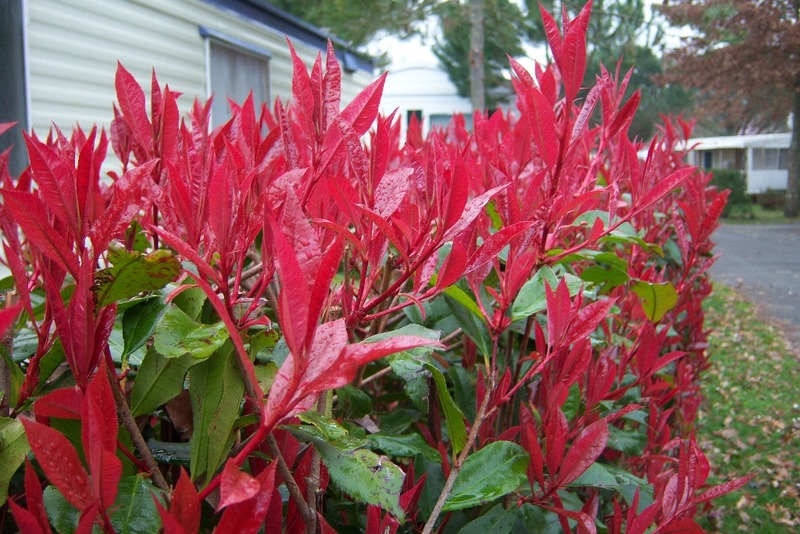PHOTINIA FR. RED ROBIN
